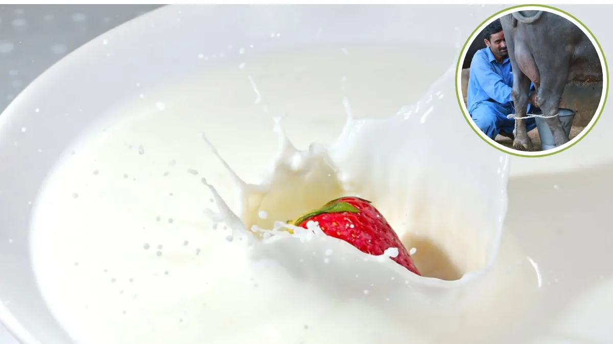 Milk Interesting Facts, Amazing Facts, Interesting Facts, Fascinating Facts about Milk, Milk Product- India TV Hindi