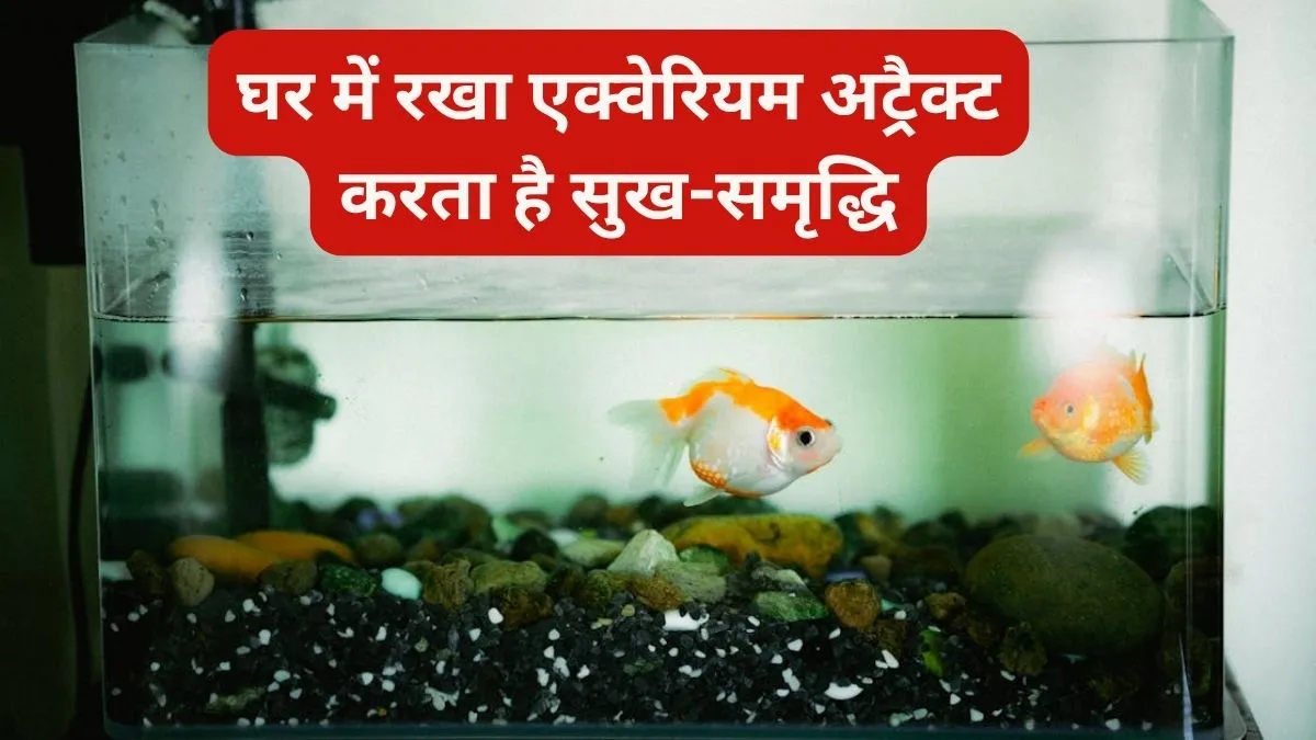 fish aquarium vastu- India TV Hindi