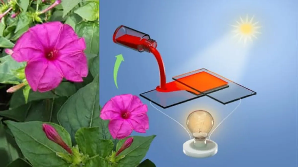 Jharkhand solar cell research, Mirabilis Jalapa solar cell, Four O Clock Flower electricity- India TV Hindi