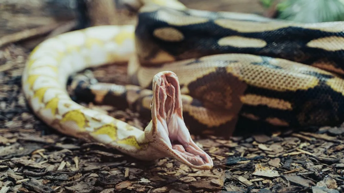 jharkhand snake bite- India TV Hindi