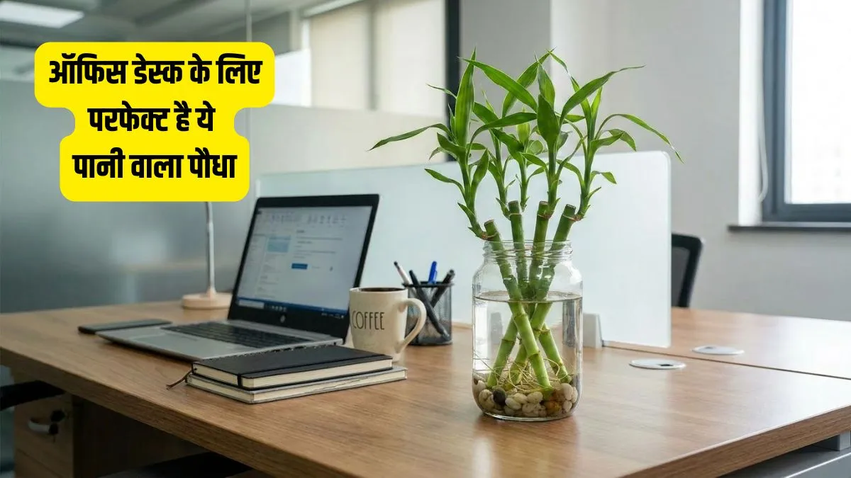 vastu tips- India TV Hindi