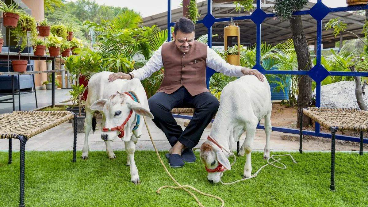 maharashtra cow smuggling MCOCA Act- India TV Hindi