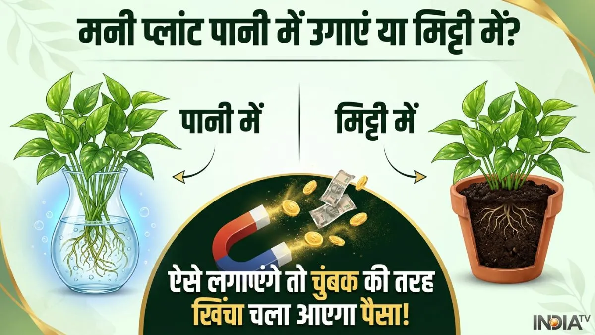 money plant- India TV Hindi