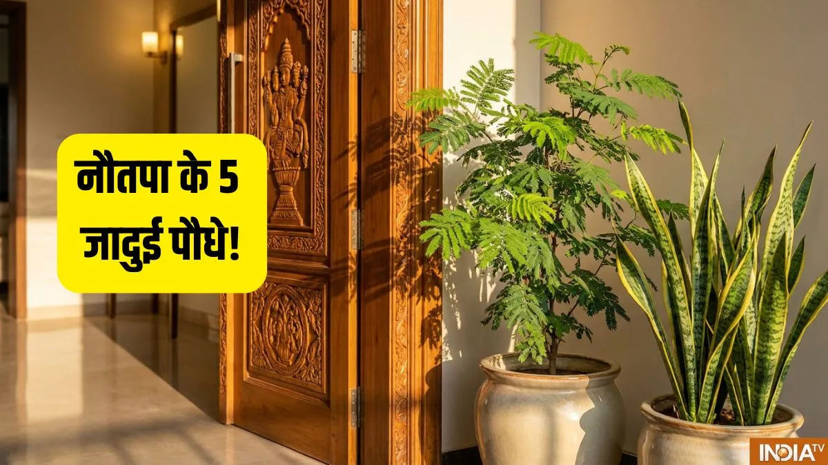 nautapa plant- India TV Hindi