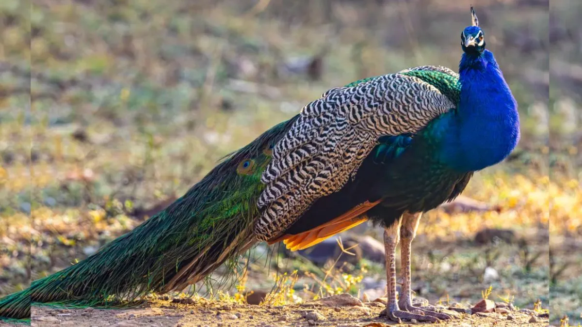 Peacock Lifespan period,  Peacock period of Cockroach, Peacock Lifespan period facts, Peacock Knowle- India TV Hindi