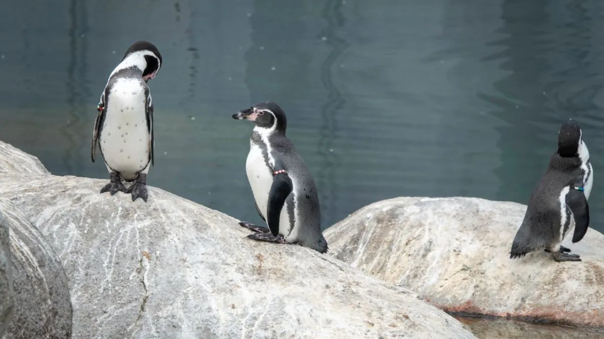 Penguin Unique Love Proposal- India TV Hindi