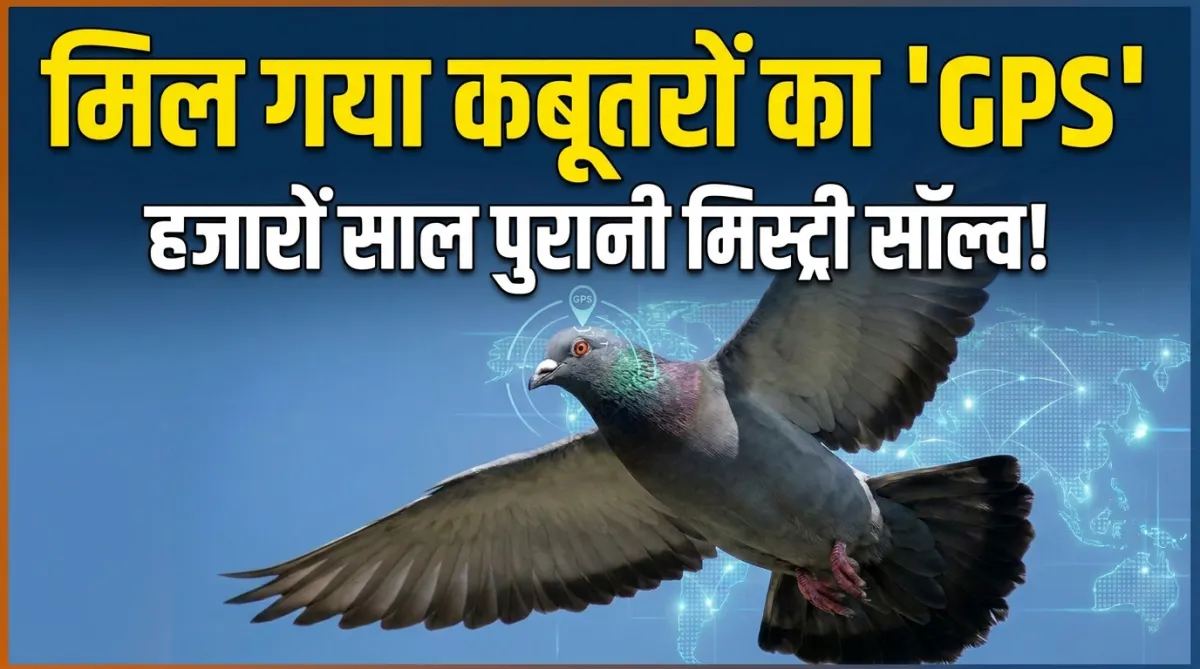 pigeon navigation system, how pigeons find home, pigeon homing ability- India TV Hindi