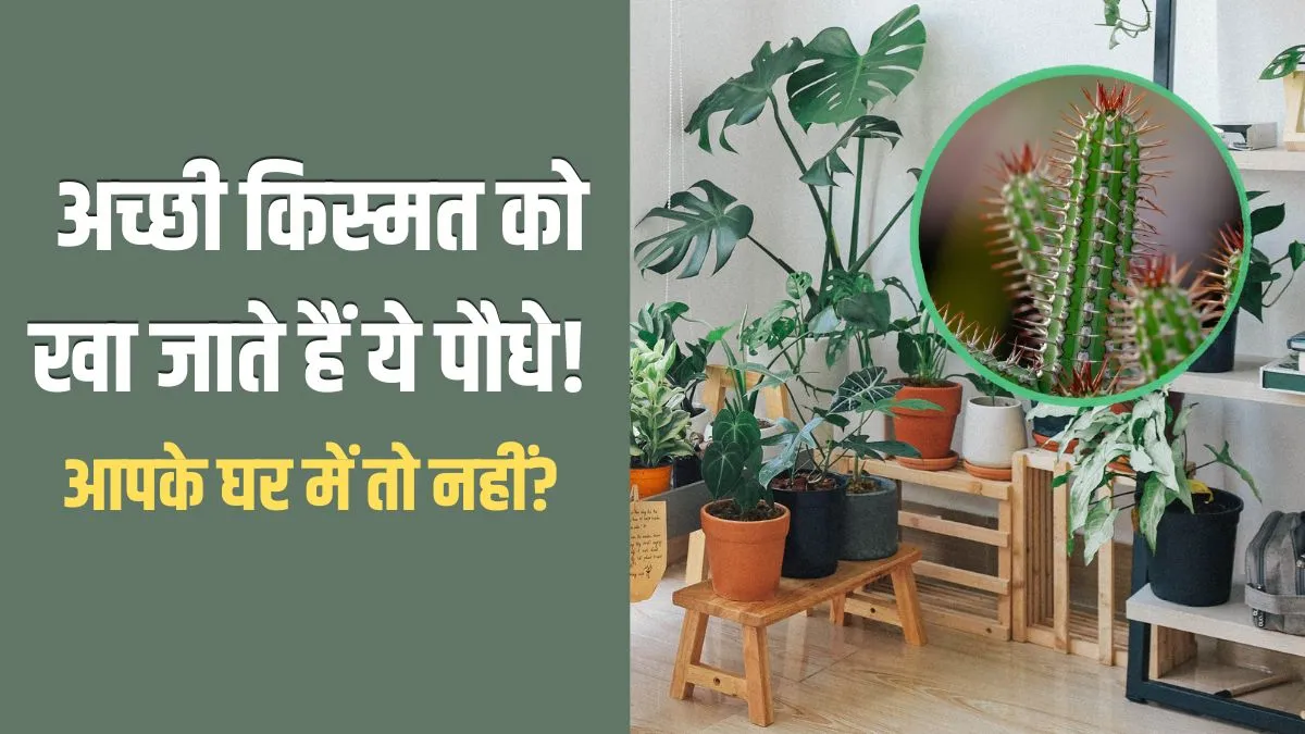 plants- India TV Hindi