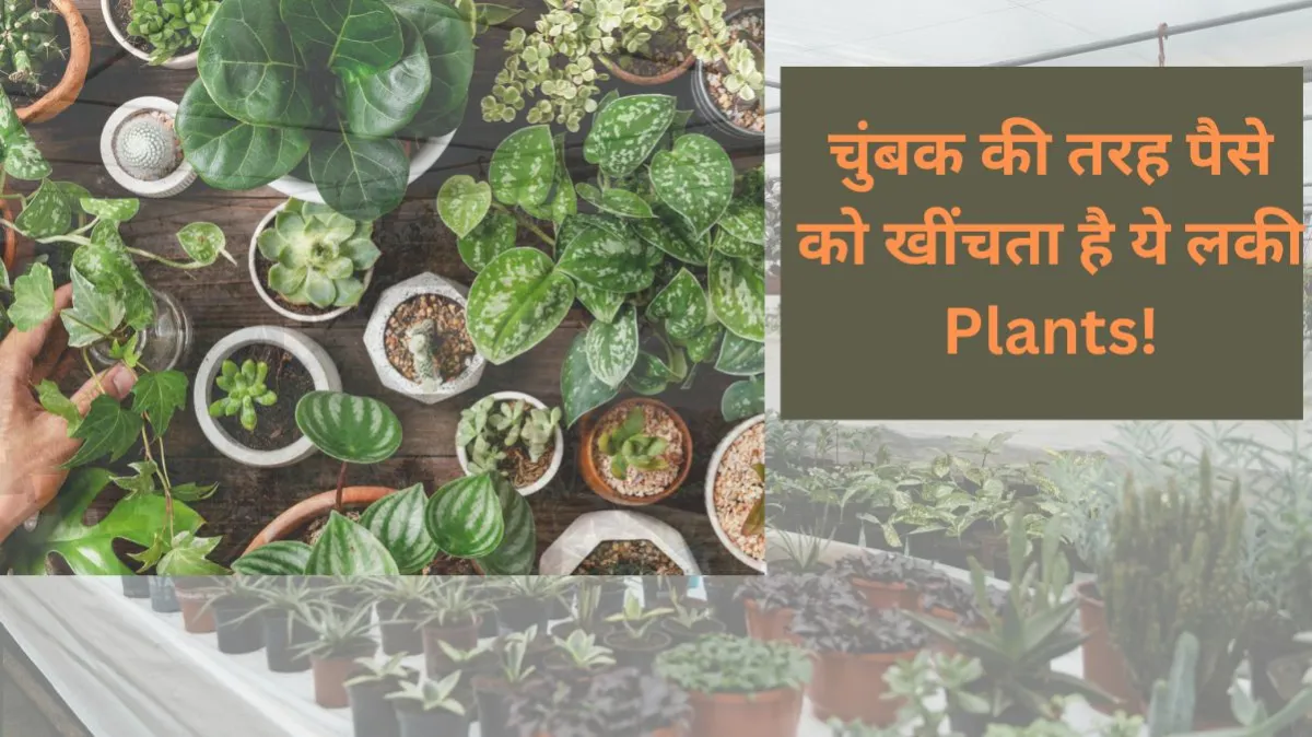 घर के लकी होते हैं ये पौधे- India TV Hindi