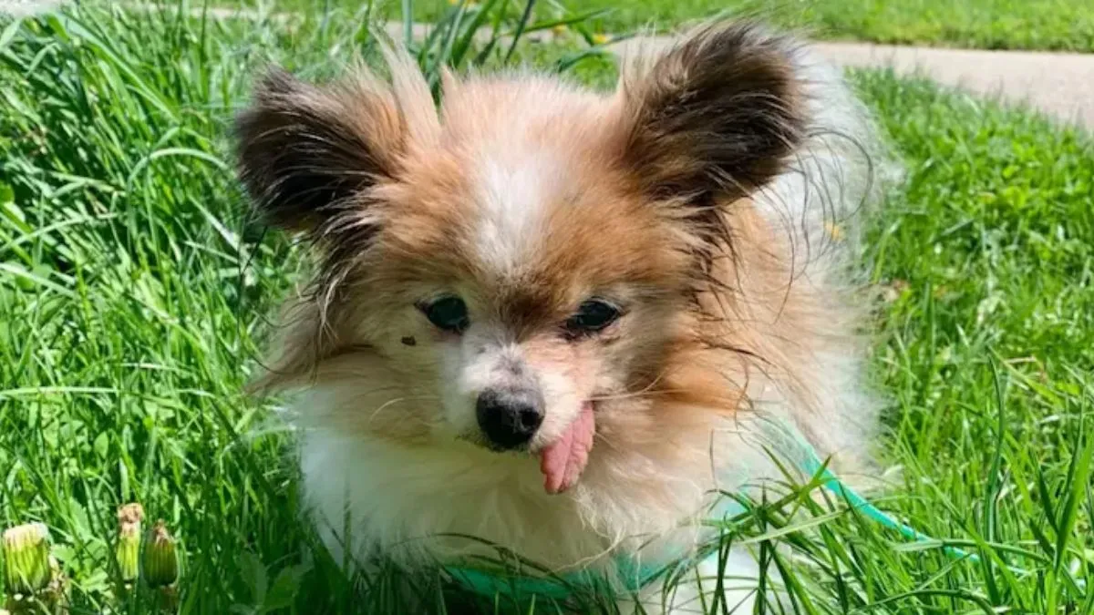 Oldest Dog,oldest dog in the world,guinnes World Record, Viral Post, Ajab Gajab- India TV Hindi