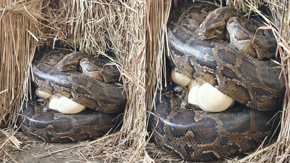 python in gopalganj- India TV Hindi