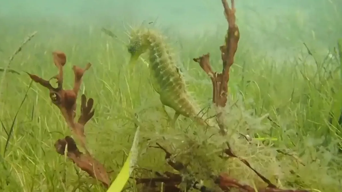 seahorse pregnancy- India TV Hindi