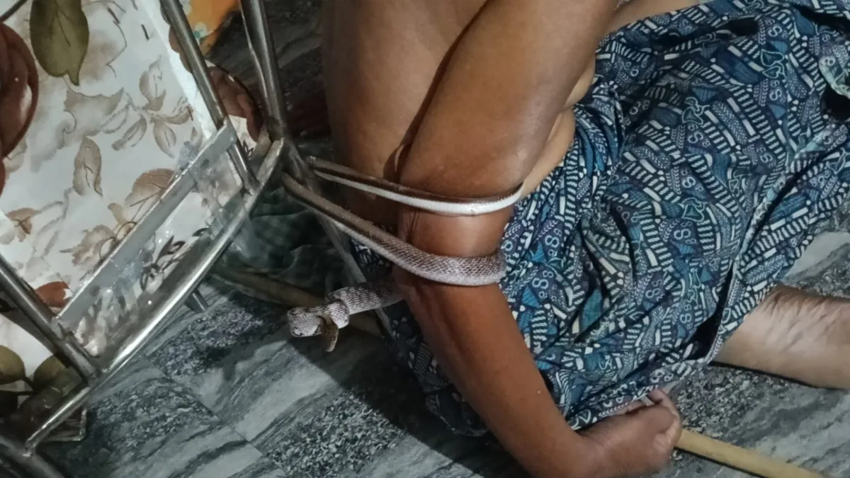 Snake- India TV Hindi