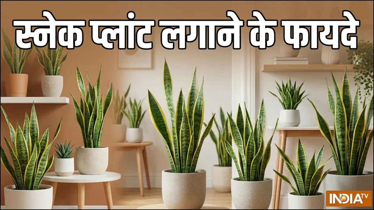 स्नेक प्लांट के फायदे- India TV Hindi