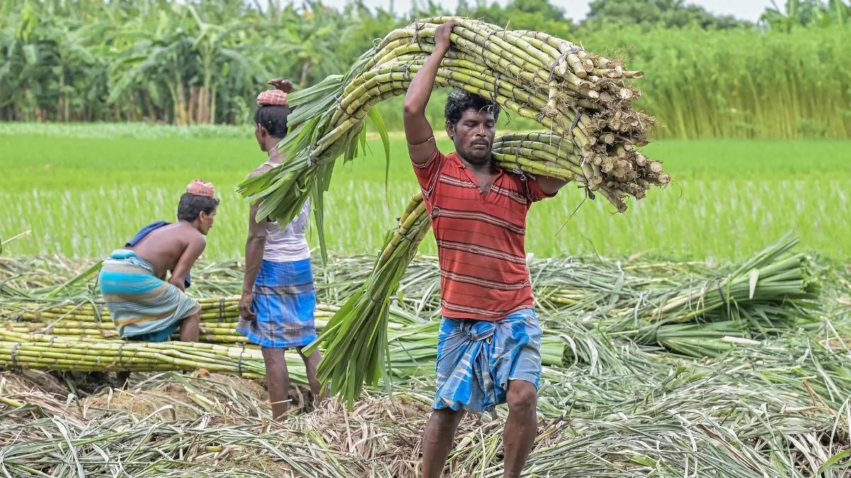 Sugarcane, Sugarcane Price, Sugarcane Farmers, Sugarcane FRP, FRP, Fair and Remunerative Price- India TV Hindi