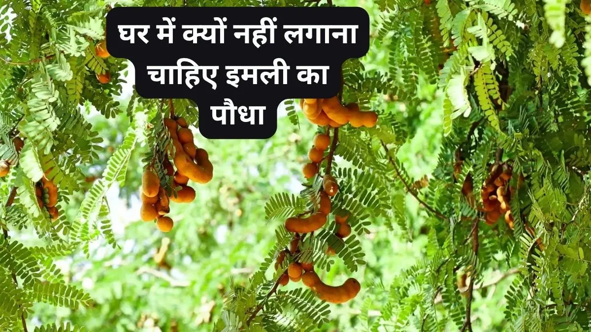 Tamarind Plant Vastu- India TV Hindi
