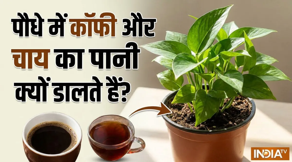 पौधे में कॉफी और चाय का पानी क्यों डालते हैं? - India TV Hindi