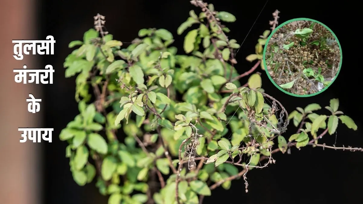 tulsi- India TV Hindi