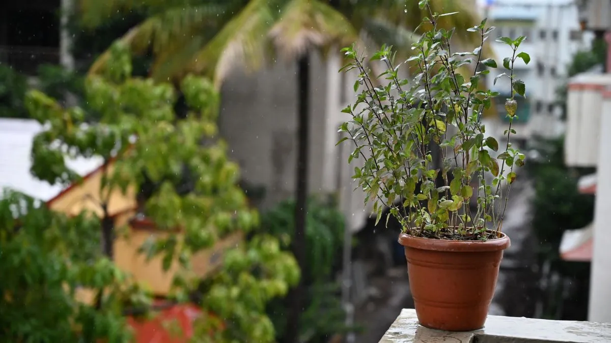 Tulsi Ka paudha- India TV Hindi