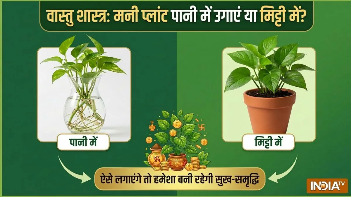 money plant- India TV Hindi