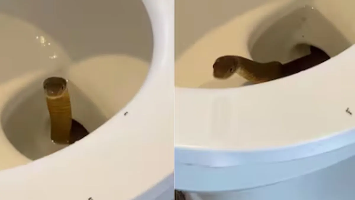 King Cobra Video, Saanp Ka Viral Video, Aaj Ka Viral Video, Viral Video, Viral News, News in Hindi  - India TV Hindi
