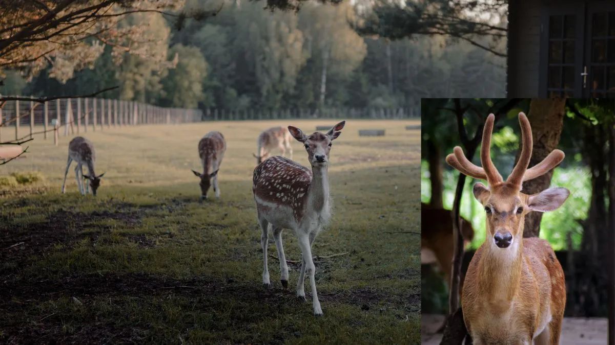 Delhi zoo, deer- India TV Hindi