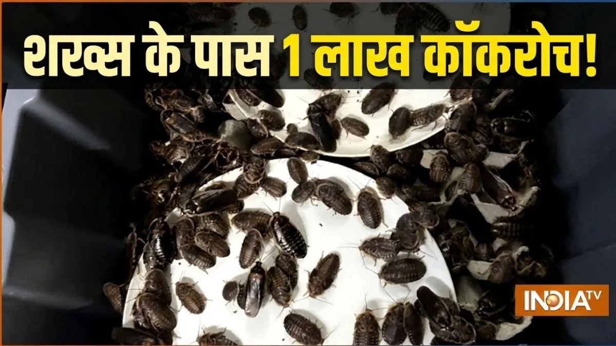 1 लाख जिंदा कॉकरोच...- India TV Hindi