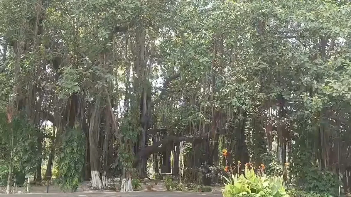 worlds oldest banyan tree in munger bihar- India TV Hindi