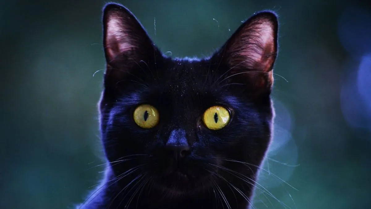 Animals Facts, Knowledge Facts, GK Facts, animal eyes glow, eyes glow at night, tapetum lucidum- India TV Hindi