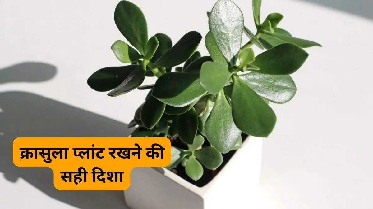 crassula plant- India TV Hindi