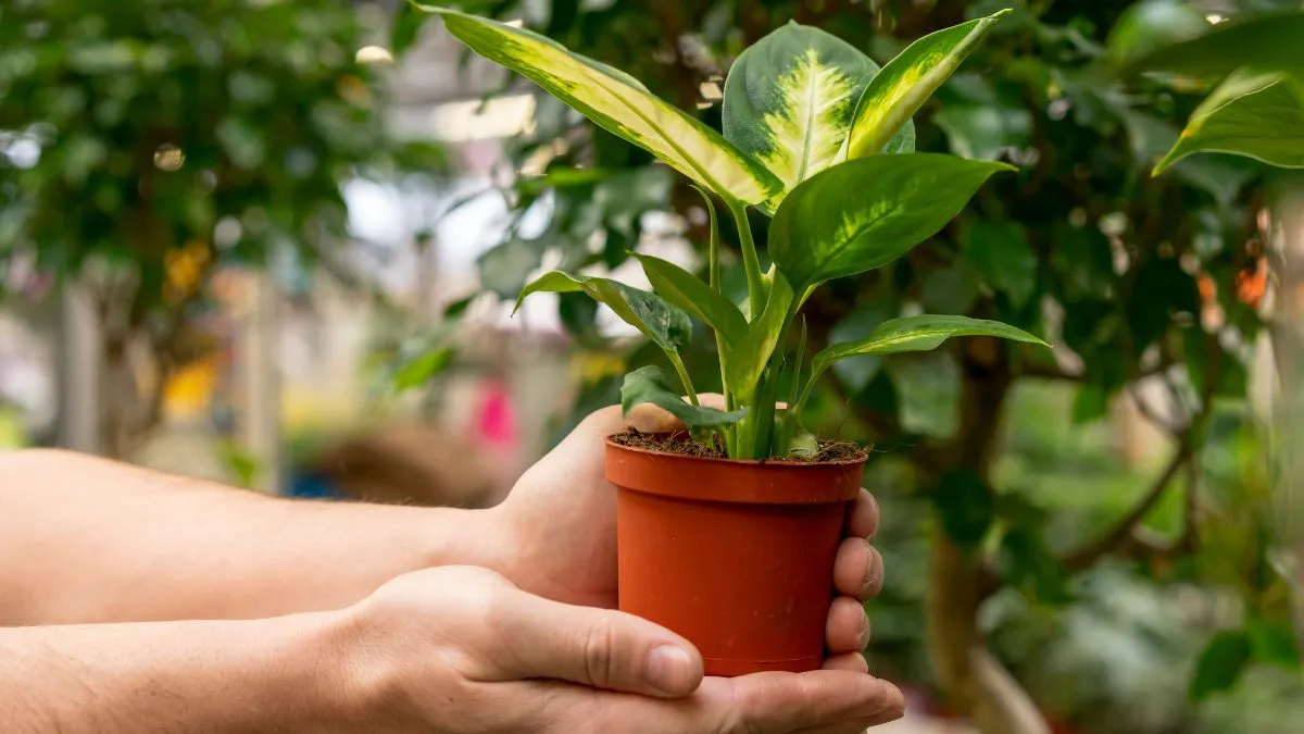 vastu rules for plants- India TV Hindi
