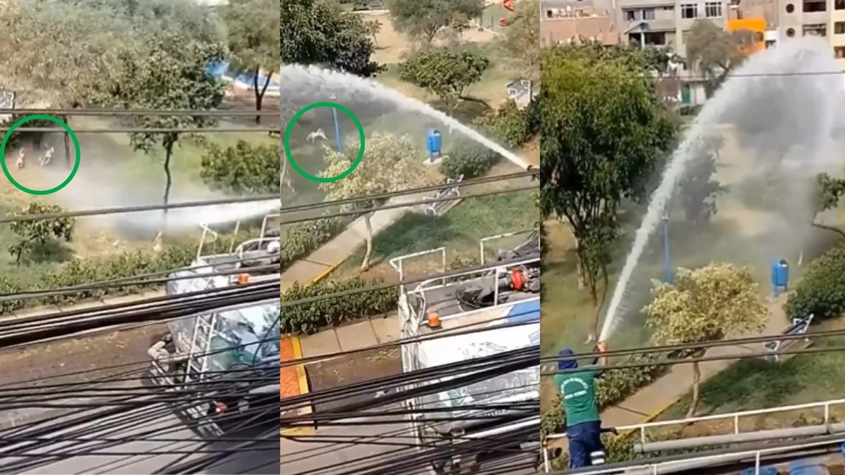 Street Dogs Video, water truck starts pump for dogs, viral video, viral news, news in hindi, india - India TV Hindi