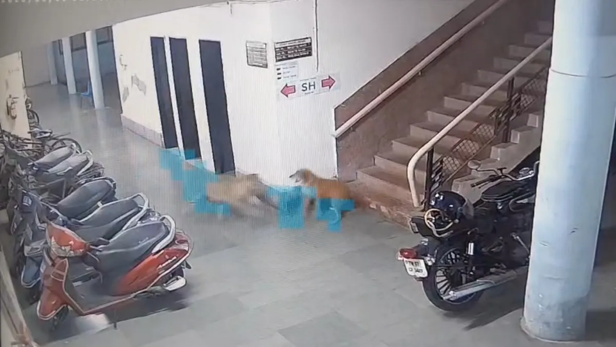 Leopard attack Dog- India TV Hindi