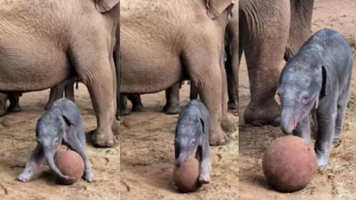 elephant baby cute video, elephant baby football video, viral video, viral news- India TV Hindi