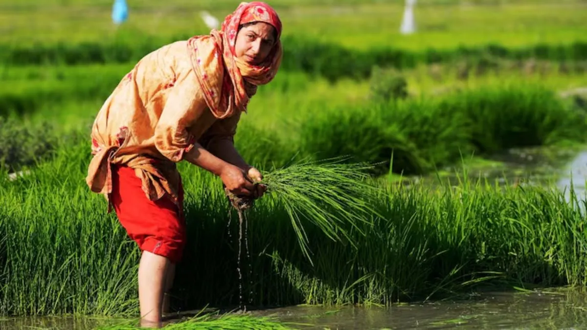 Kharif crop season, Kharif crops, FSII, el nino, monsoon- India TV Hindi
