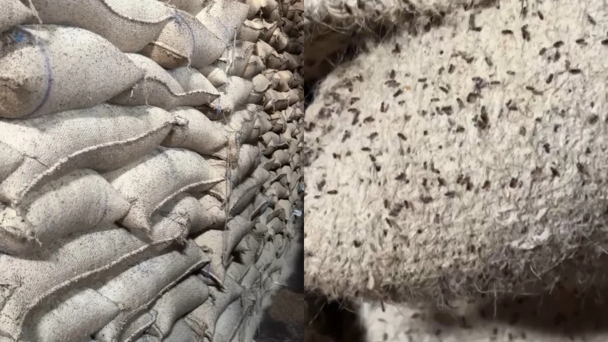 wheat insect- India TV Hindi