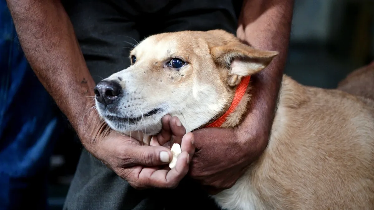 gurgaon dog registration compulsory- India TV Hindi