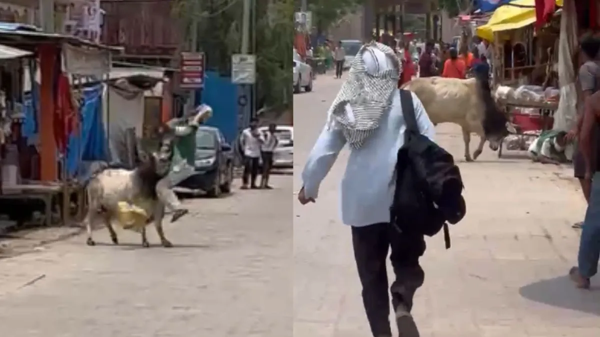 Bull Menace in Sitapur- India TV Hindi