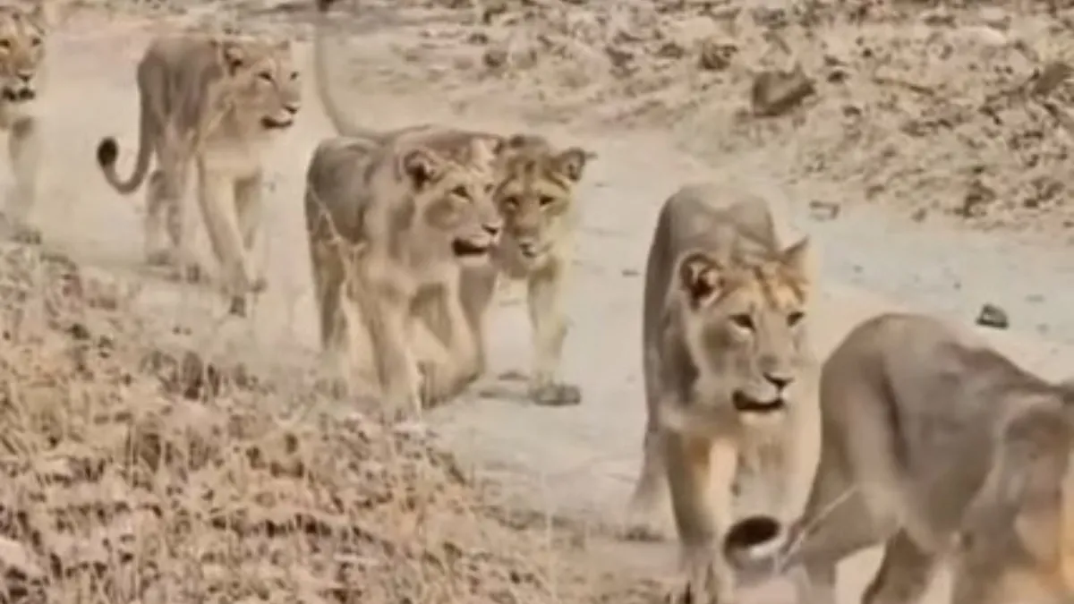 Lions crowd- India TV Hindi