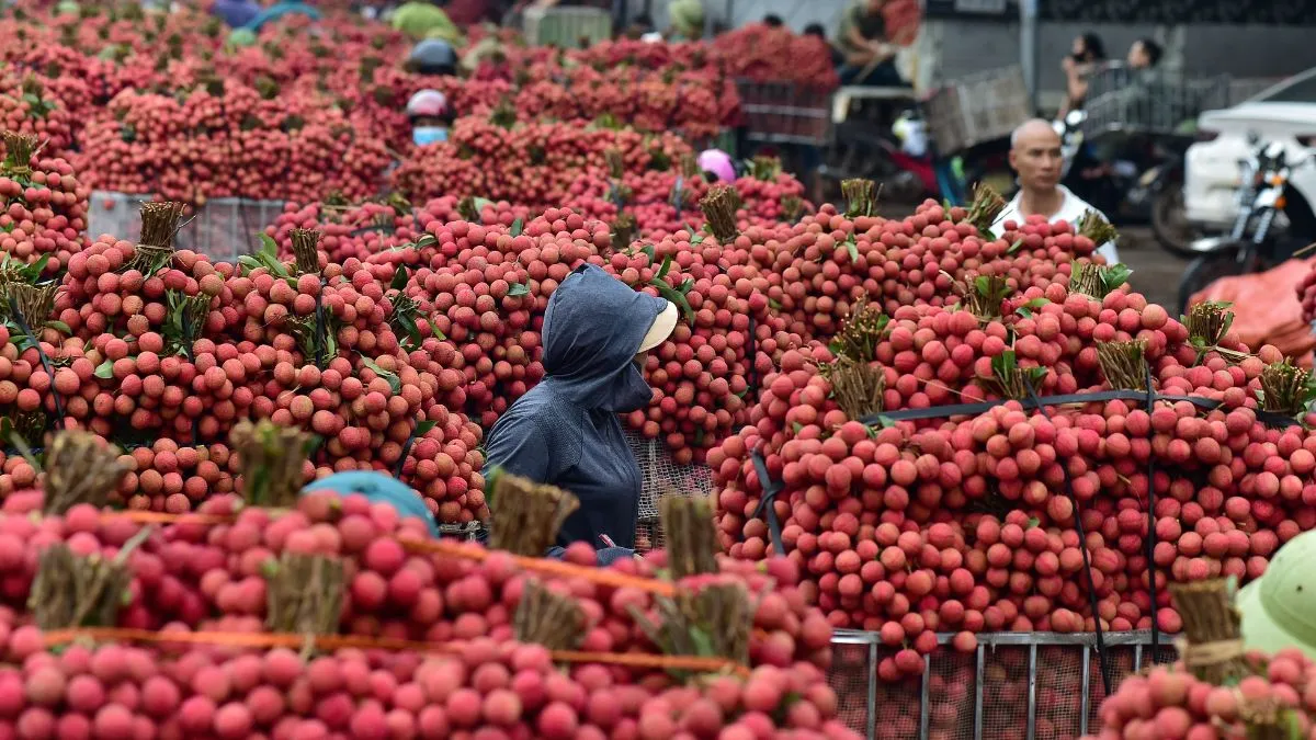 Litchi Interesting Facts, Litchi Facts, Which city is Heaven of Litchi, Lithci Heaven in india, Litc- India TV Hindi