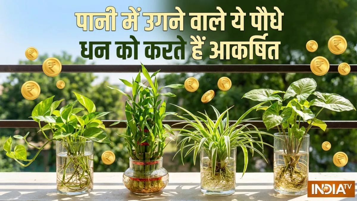 PANI WALE PAUDHE- India TV Hindi