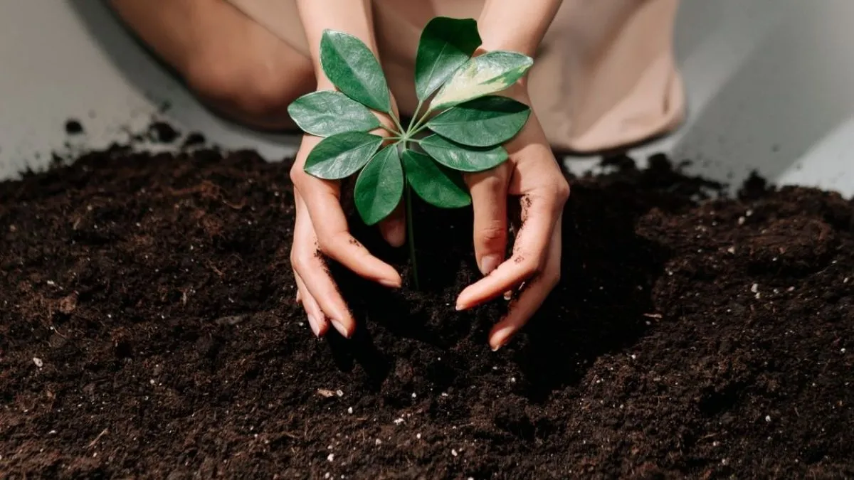 Gardening Vastu tips- India TV Hindi