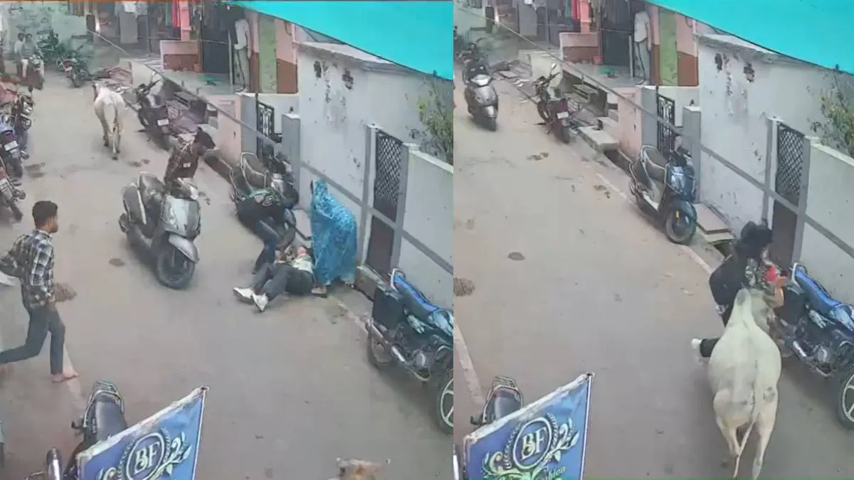 women hit by bull- India TV Hindi