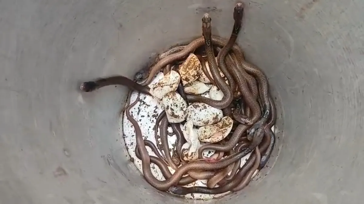 Snake- India TV Hindi