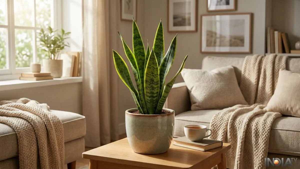 snake plant- India TV Hindi