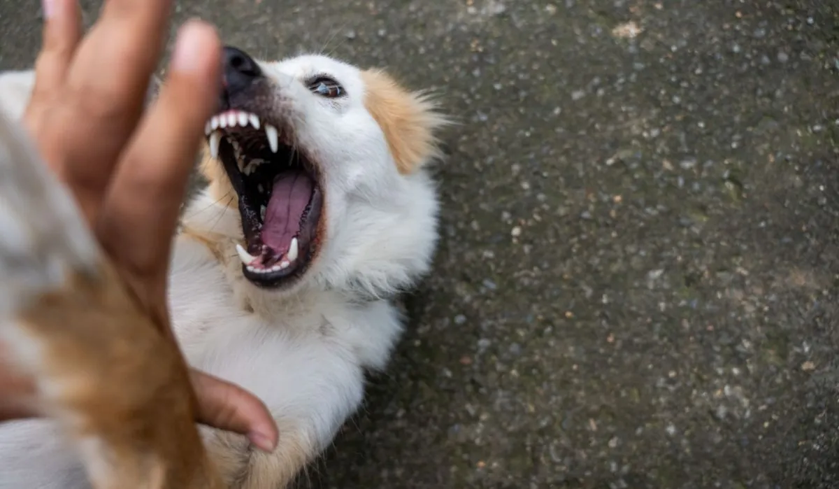 dog attack- India TV Hindi