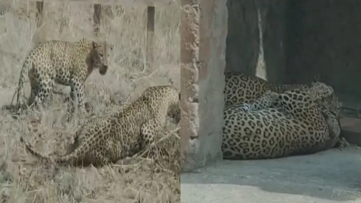 Fight Between Leopards- India TV Hindi