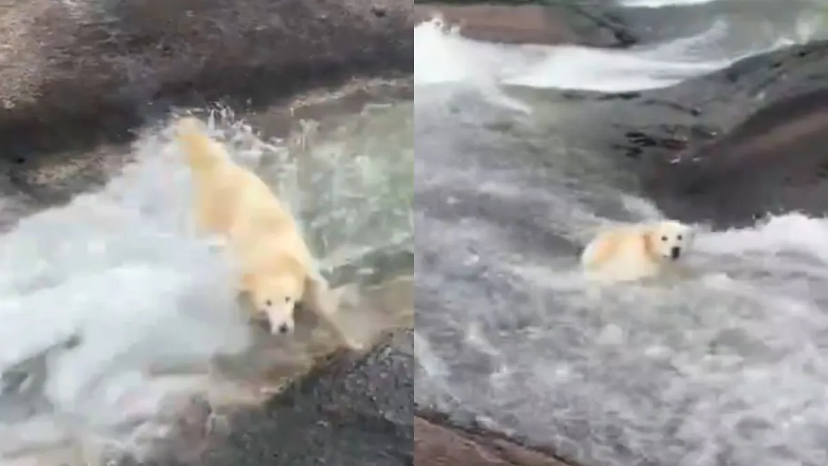 वायरल वीडियो का स्क्रीनशॉट- India TV Hindi