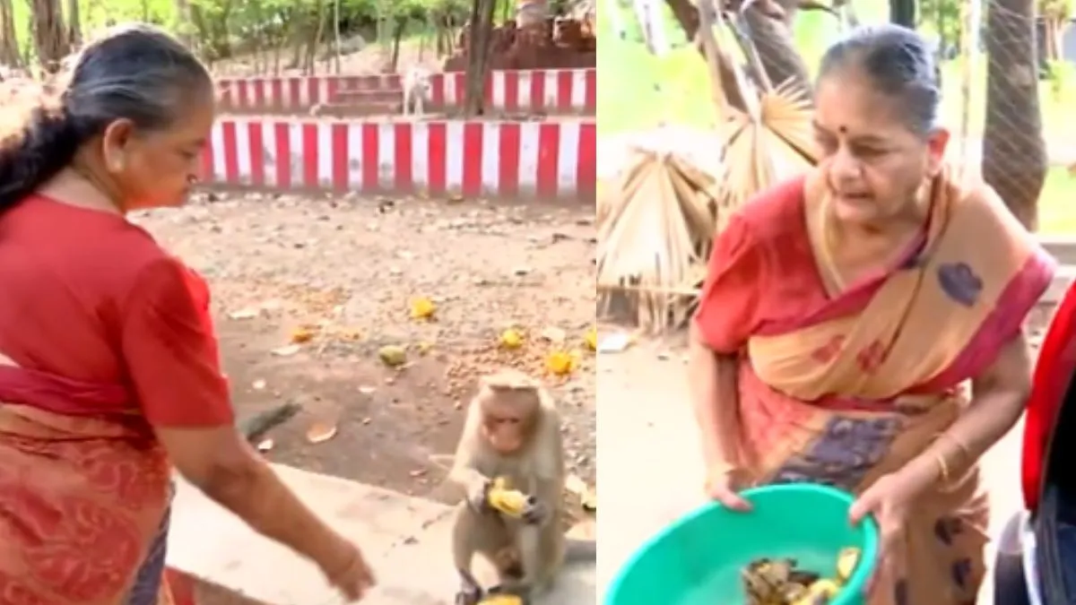 old woman feeding monkeys video, monkeys video, viral news, viral news in hindi- India TV Hindi