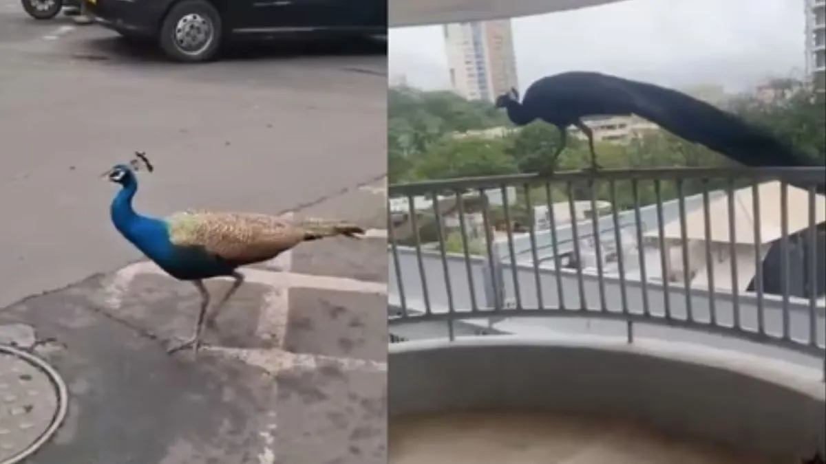 Peacocks on Mumbai Roads, Monsoon in Mumbai, Monsoon, Mumbai, Viral Video - India TV Hindi
